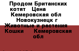 Продом Британских котят › Цена ­ 2 000 - Кемеровская обл., Новокузнецк г. Животные и растения » Кошки   . Кемеровская обл.